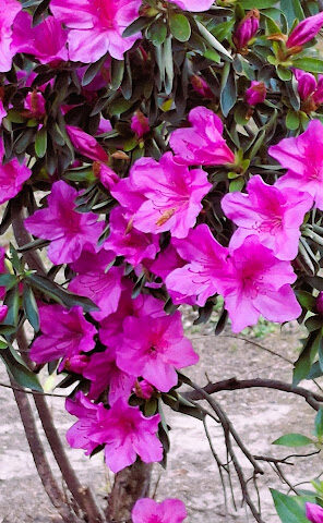 "Voglia di Essere Fiore", di Carmelina Rotundo Auro