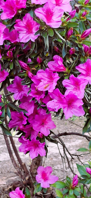 "Voglia di Essere Fiore", di Carmelina Rotundo Auro