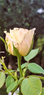 Ho rubato il mio bocciolo di rosa – poesia di Carmelina Rotundo Auro
