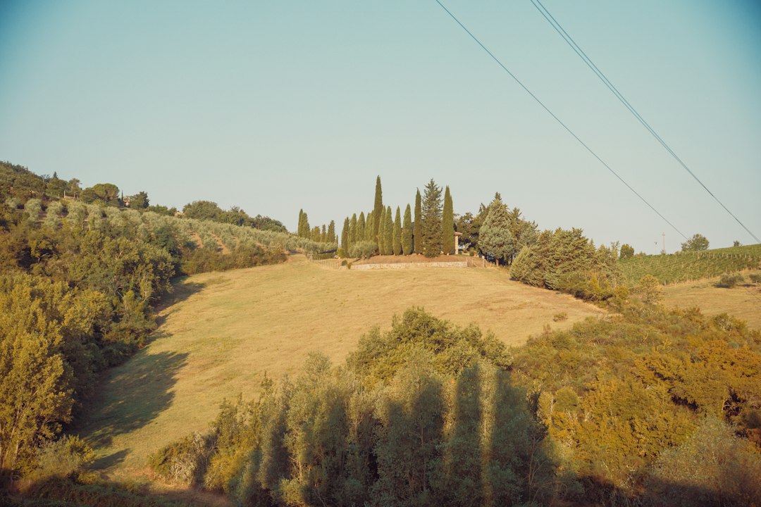 Colline con cipressi e luce morbida autunnale nella campagna toscana, fotografia illustrativa di Filiz Elaerts / Unsplash, non raffigura Trani.