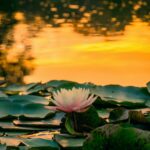 Ninfea rosa fra foglie verdi, illuminata dalla luce del mattino: immagine simbolica per Bhagavad-gita 9.11.