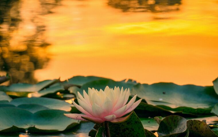 Ninfea rosa fra foglie verdi, illuminata dalla luce del mattino: immagine simbolica per Bhagavad-gita 9.11.