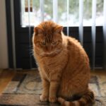 Gatto domestico su un tappeto davanti alla finestra, in un ambiente interno sicuro