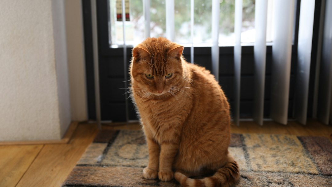 Gatto domestico su un tappeto davanti alla finestra, in un ambiente interno sicuro