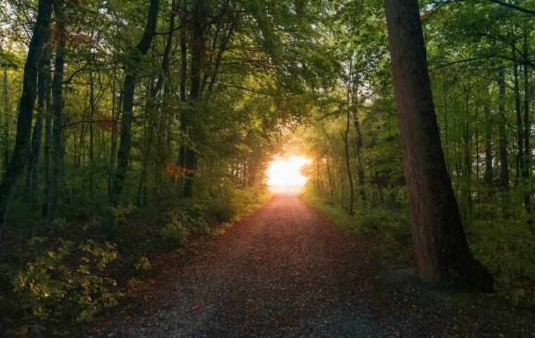 Sentiero tra gli alberi con raggi di sole del primo mattino, immagine illustrativa di quiete interiore