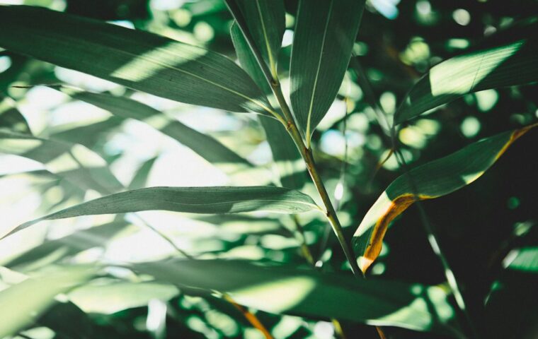 Luce naturale tra foglie verdi, immagine illustrativa della calma interiore