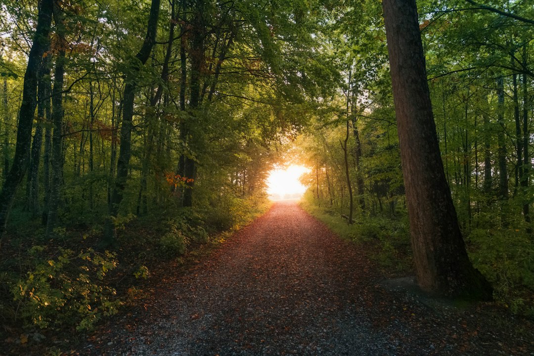 Sentiero tra gli alberi con raggi di sole del primo mattino, immagine illustrativa di quiete interiore