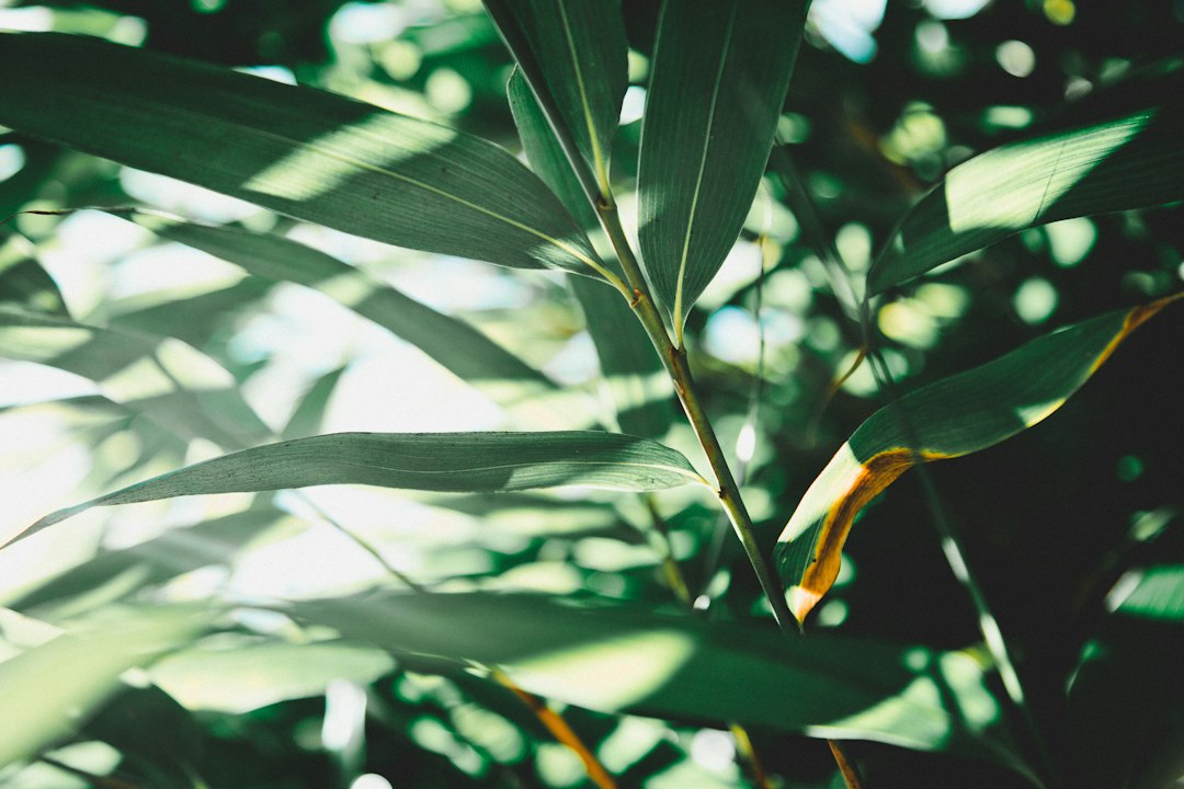 Luce naturale tra foglie verdi, immagine illustrativa della calma interiore