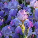 Fiori di iris nella luce della sera. Foto illustrativa, non scattata al Firenze Flower Show.