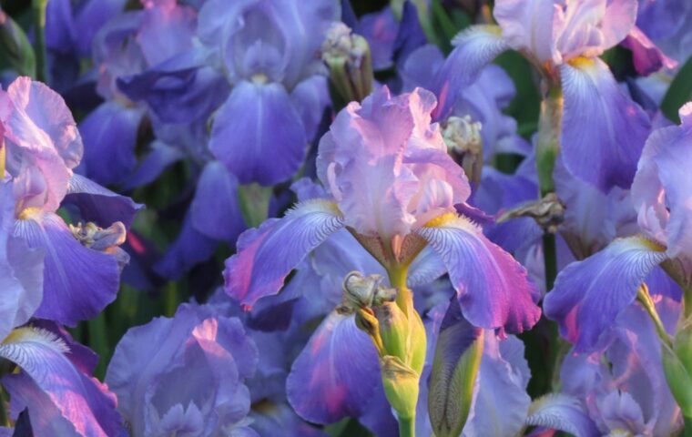 Fiori di iris nella luce della sera. Foto illustrativa, non scattata al Firenze Flower Show.
