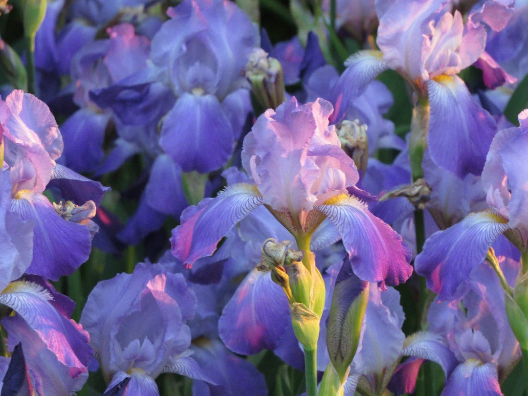 Fiori di iris nella luce della sera. Foto illustrativa, non scattata al Firenze Flower Show.