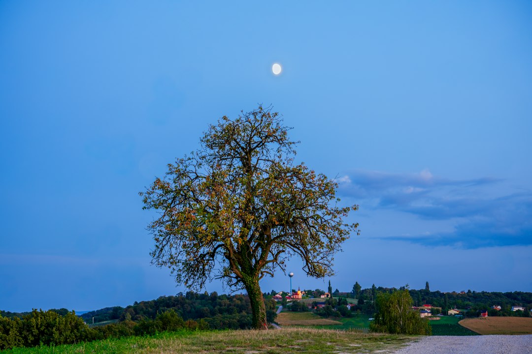 Albero solitario sotto una Luna visibile nel cielo crepuscolare, fotografia illustrativa non riferita al cielo reale di Trani