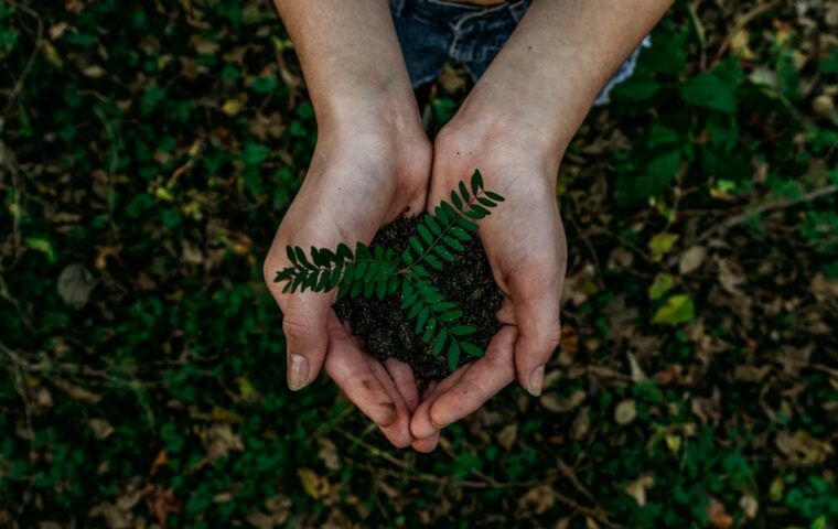 Due mani proteggono una piantina verde nella terra: una fotografia simbolica della cura e del servizio libero