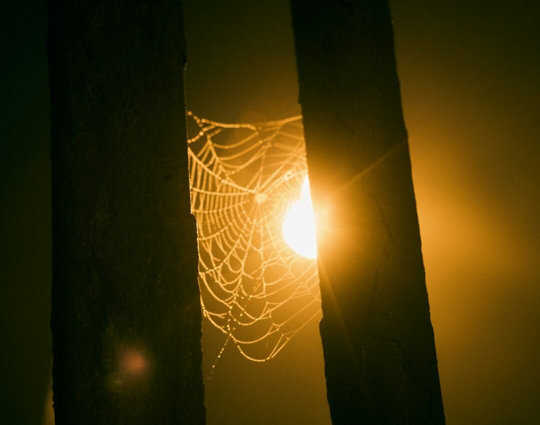 Ragnatela fra gli alberi illuminata dalla luce del mattino, simbolo dei legami del karma e della libertà spirituale.