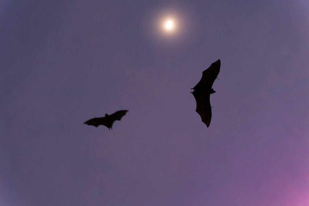 Due pipistrelli in volo sul cielo notturno e la luna, immagine illustrativa