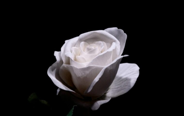 Una rosa bianca su fondo scuro, immagine simbolica di cordoglio; non &egrave; una fotografia di Nicola Cuccovillo.