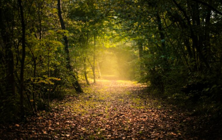 Sentiero nel bosco autunnale attraversato dalla luce dorata del sole; immagine simbolica di un cammino di libert&agrave; interiore
