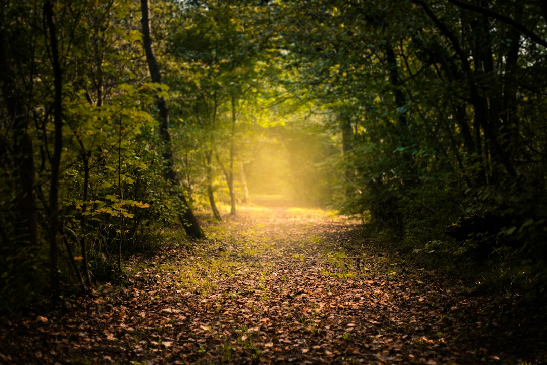 Sentiero nel bosco autunnale attraversato dalla luce dorata del sole; immagine simbolica di un cammino di libertà interiore