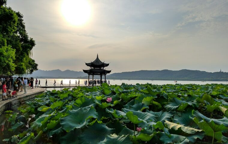 Foglie verdi e vegetazione, immagine illustrativa della natura e della stagione autunnale, non documentazione fotografica di Hangzhou