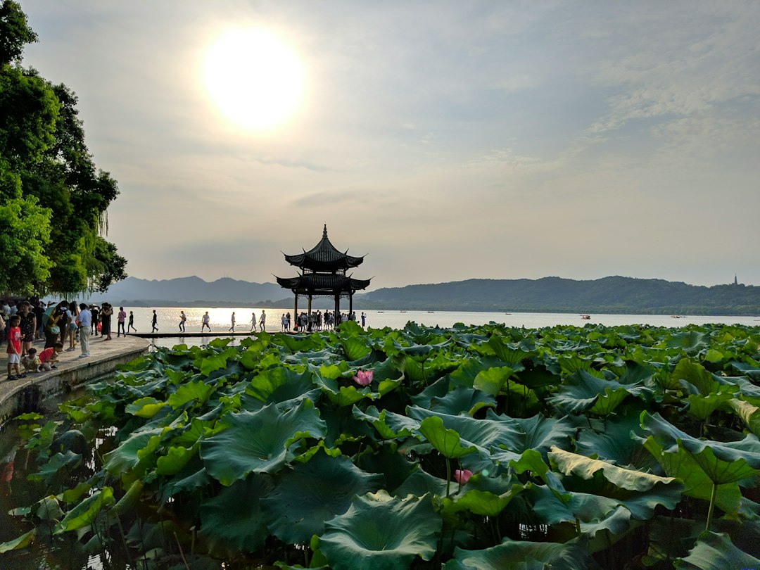 Foglie verdi e vegetazione, immagine illustrativa della natura e della stagione autunnale, non documentazione fotografica di Hangzhou