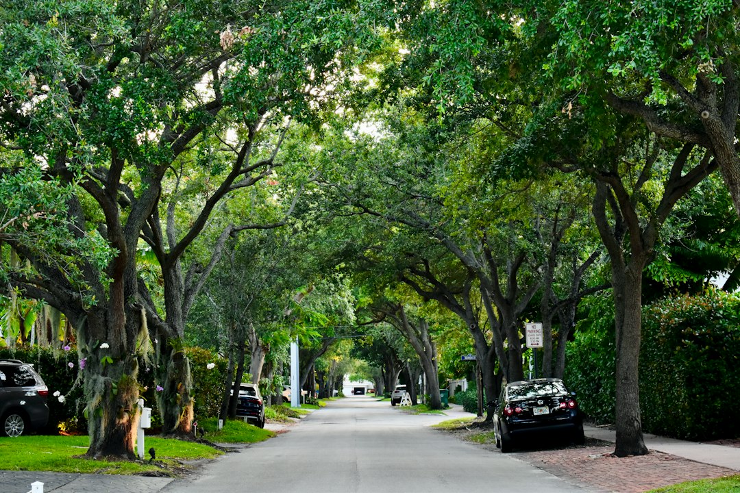 Veduta di un viale alberato; fotografia illustrativa di Faith Crabtree su Unsplash, non riferita a Trani né a misurazioni acustiche.